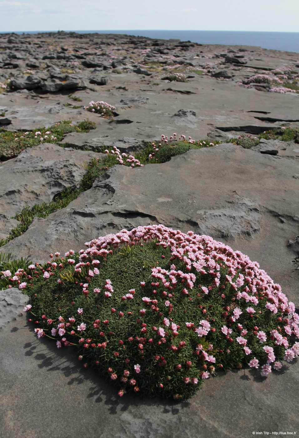 20120506_aranblindsoundbftcflowers02