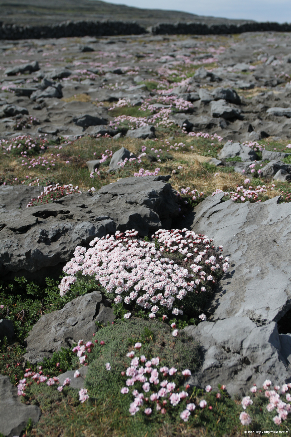 20120506_aranblindsoundbftcflowers03