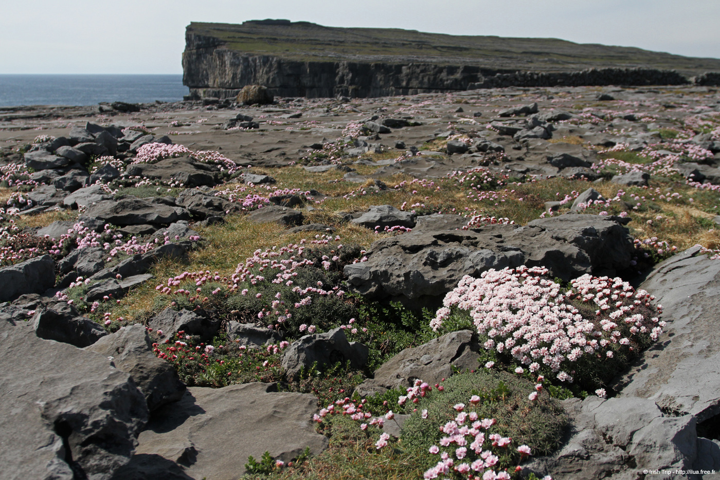 20120506_aranblindsoundbftcflowers04