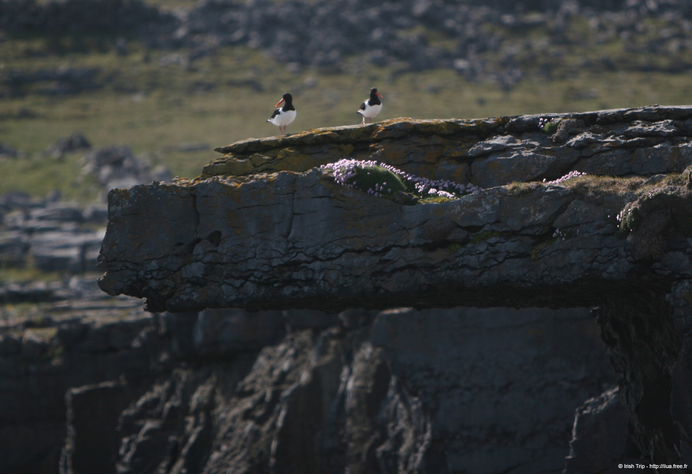 20120506_aranblindsoundcliffedgebirds1