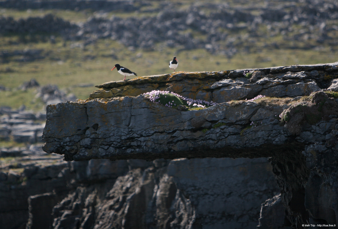 20120506_aranblindsoundcliffedgebirds3