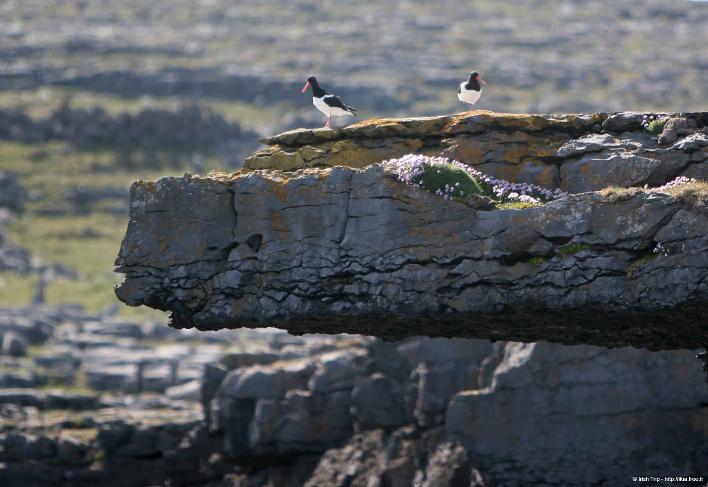 20120506_aranblindsoundcliffedgebirds4