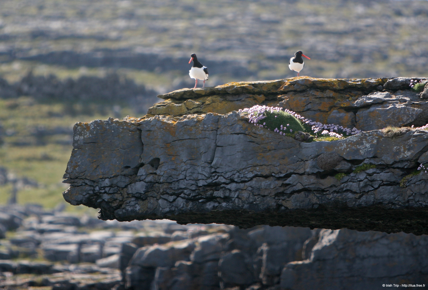 20120506_aranblindsoundcliffedgebirds5