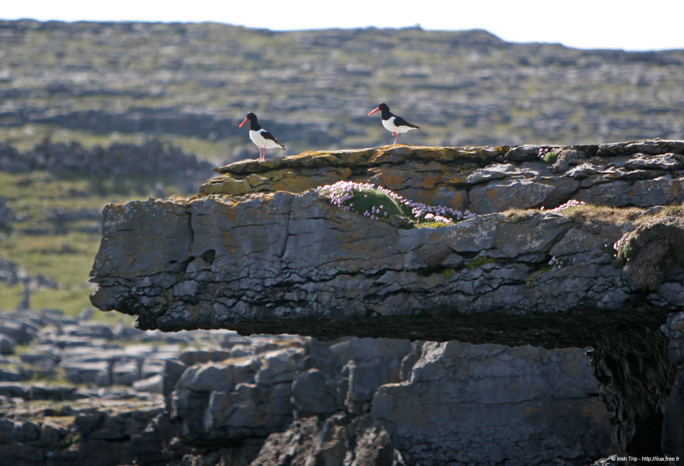 20120506_aranblindsoundcliffedgebirds6