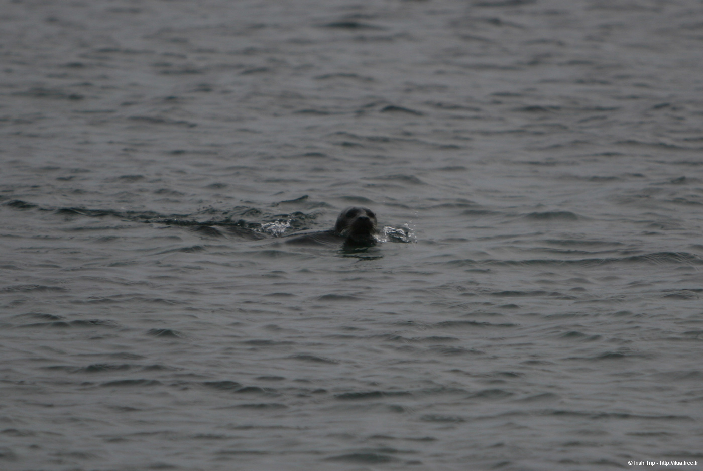 20120506_aranbrannockheadseal1