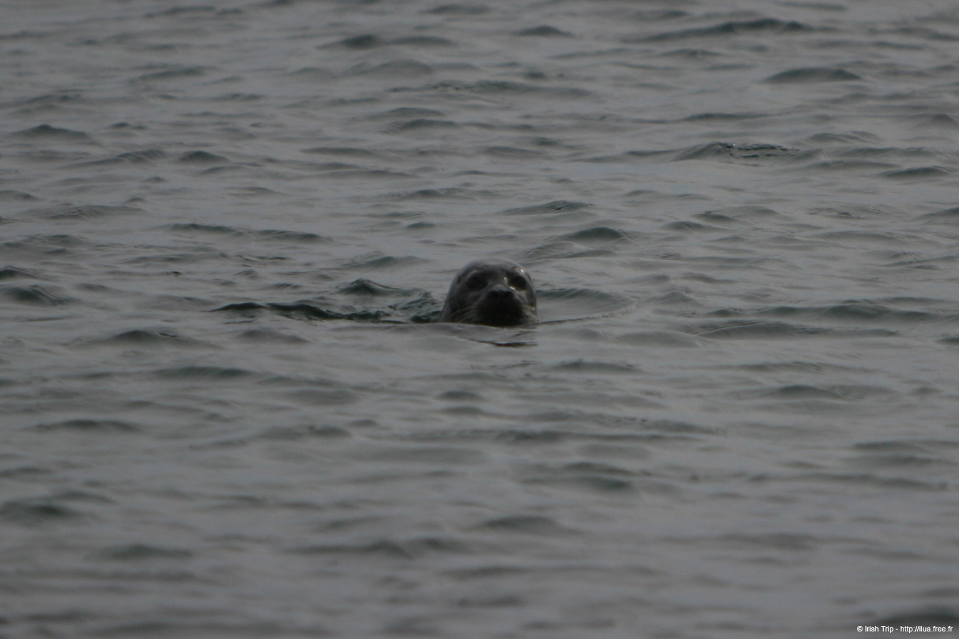 20120506_aranbrannockheadseal2