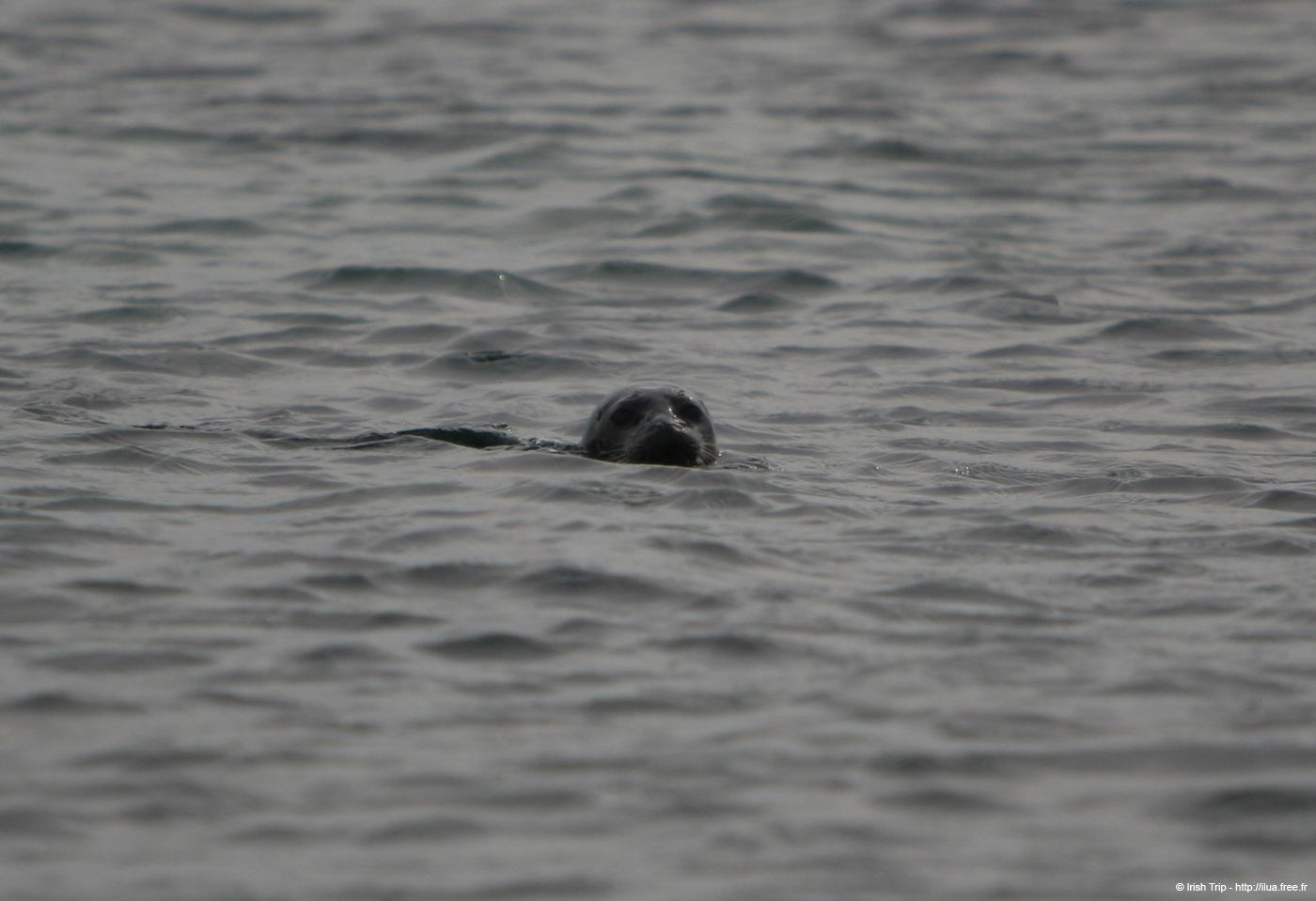 20120506_aranbrannockheadseal3