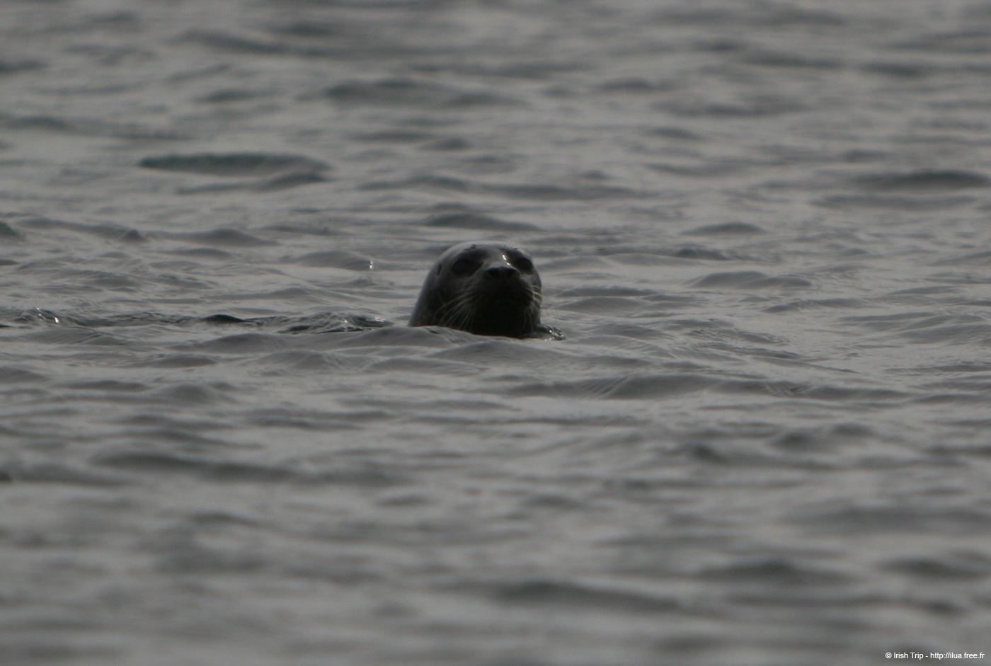 20120506_aranbrannockheadseal4