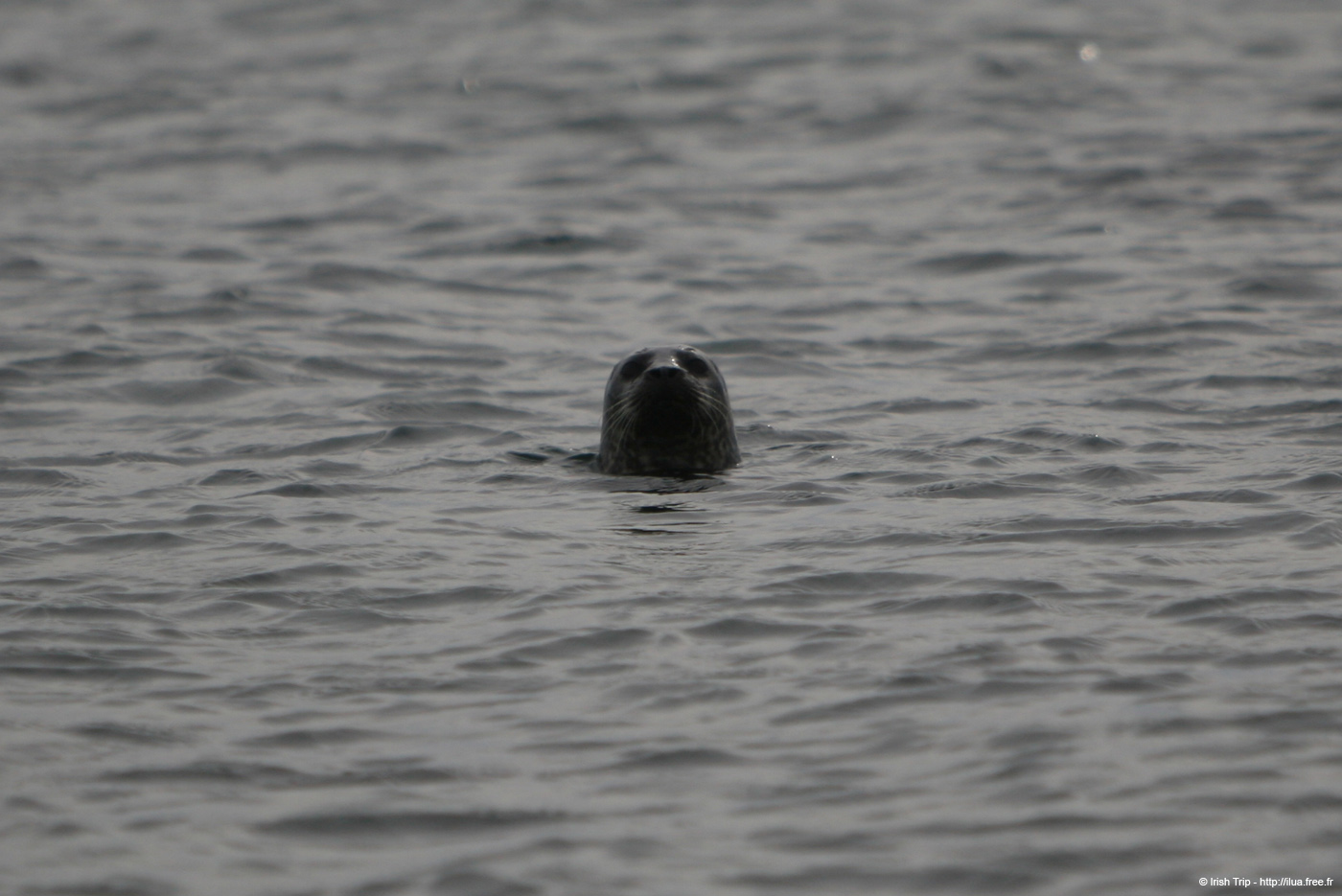 20120506_aranbrannockheadseal5