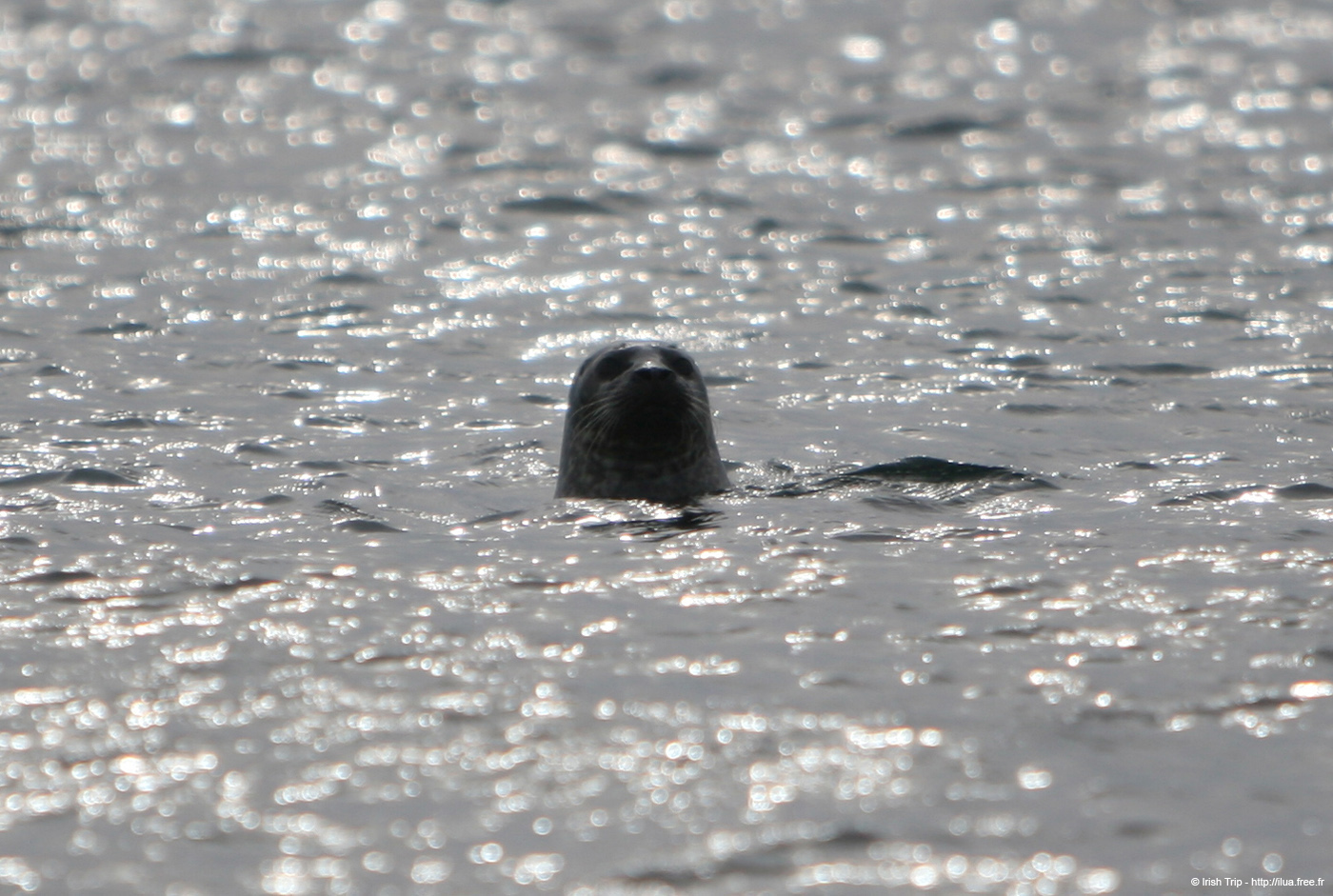 20120506_aranbrannockheadseal6