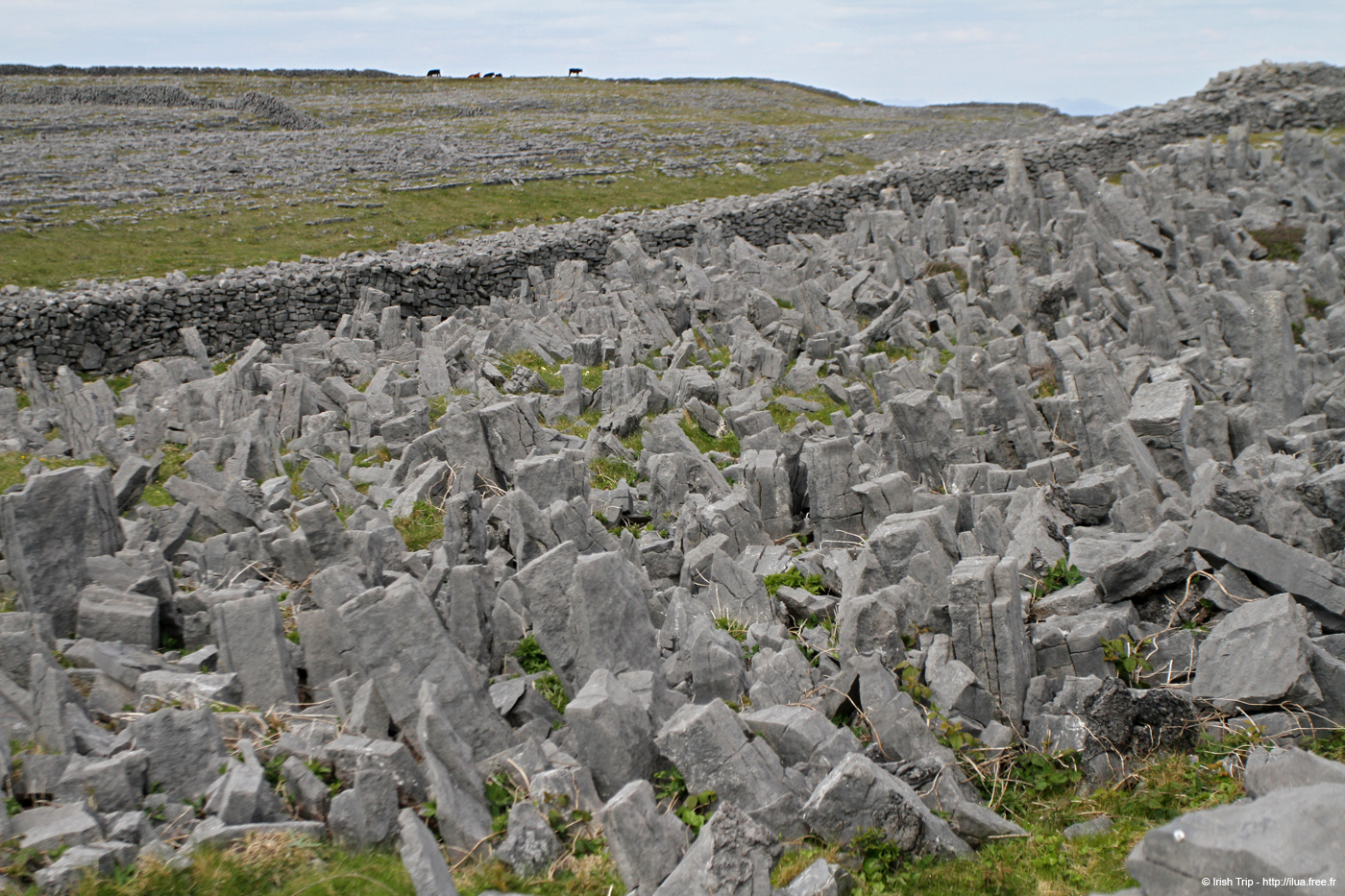 20120506_arandunaonghasafortchevauxdefrise01