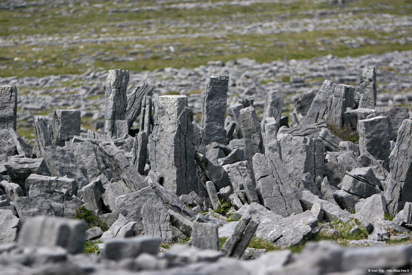 20120506_arandunaonghasafortchevauxdefrise11