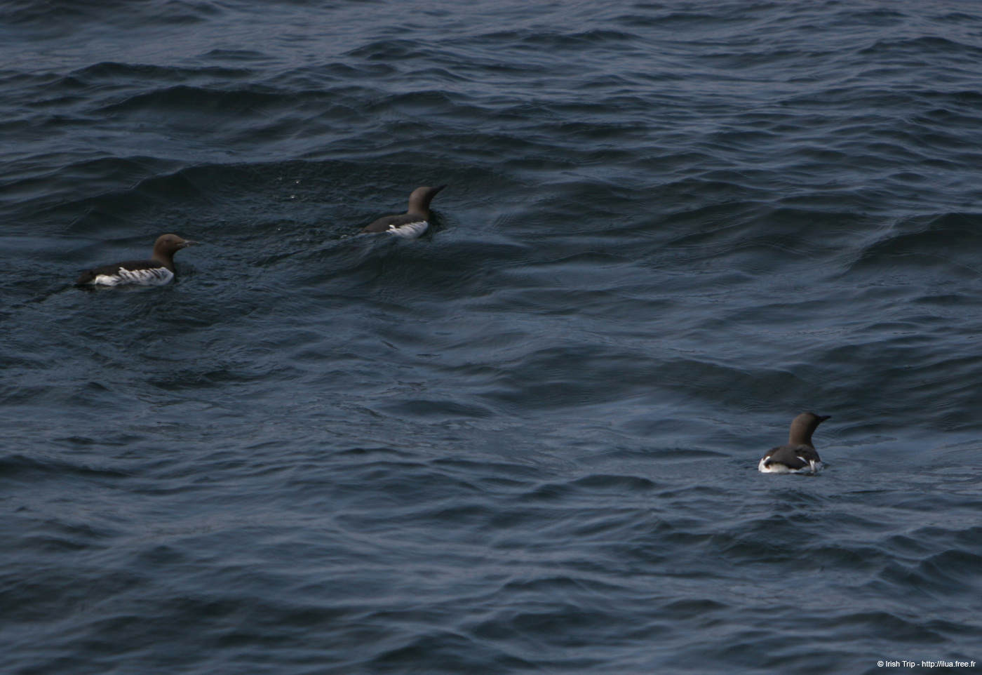 20120506_aranportchowrughguillemots