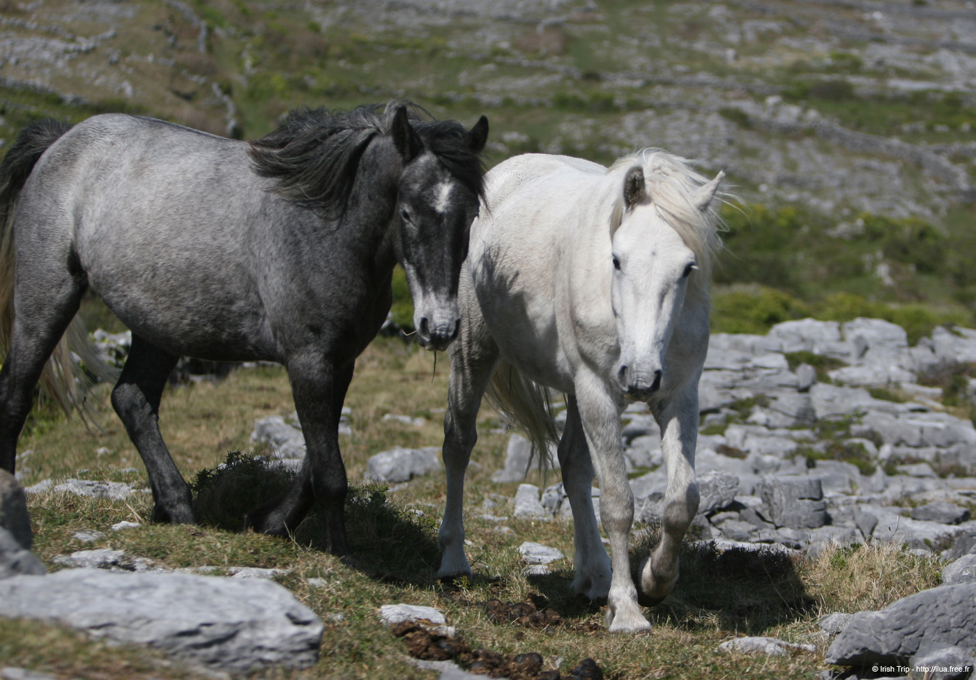 20120507_aranoghillhorses2