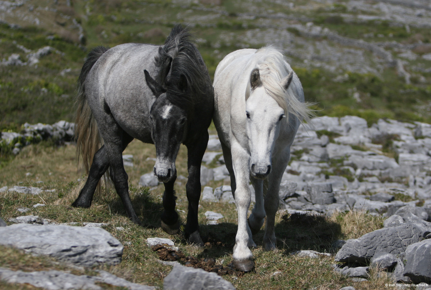 20120507_aranoghillhorses3