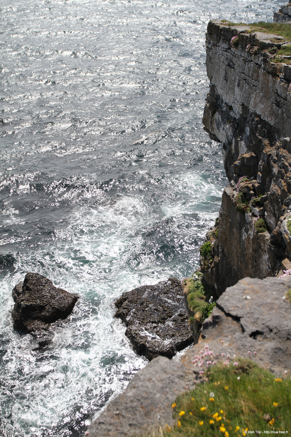 20120507_aranwhirpeashead02