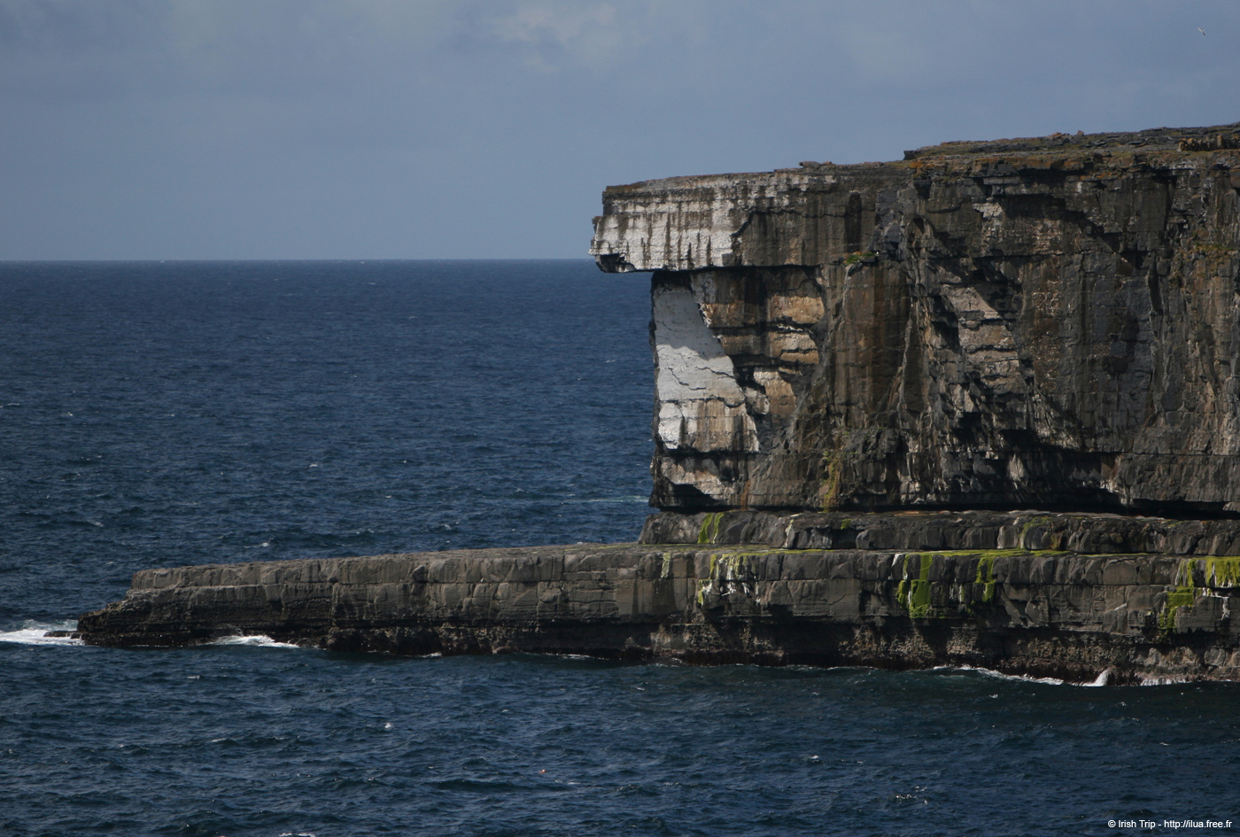 20120507_aranwhirpeashead03
