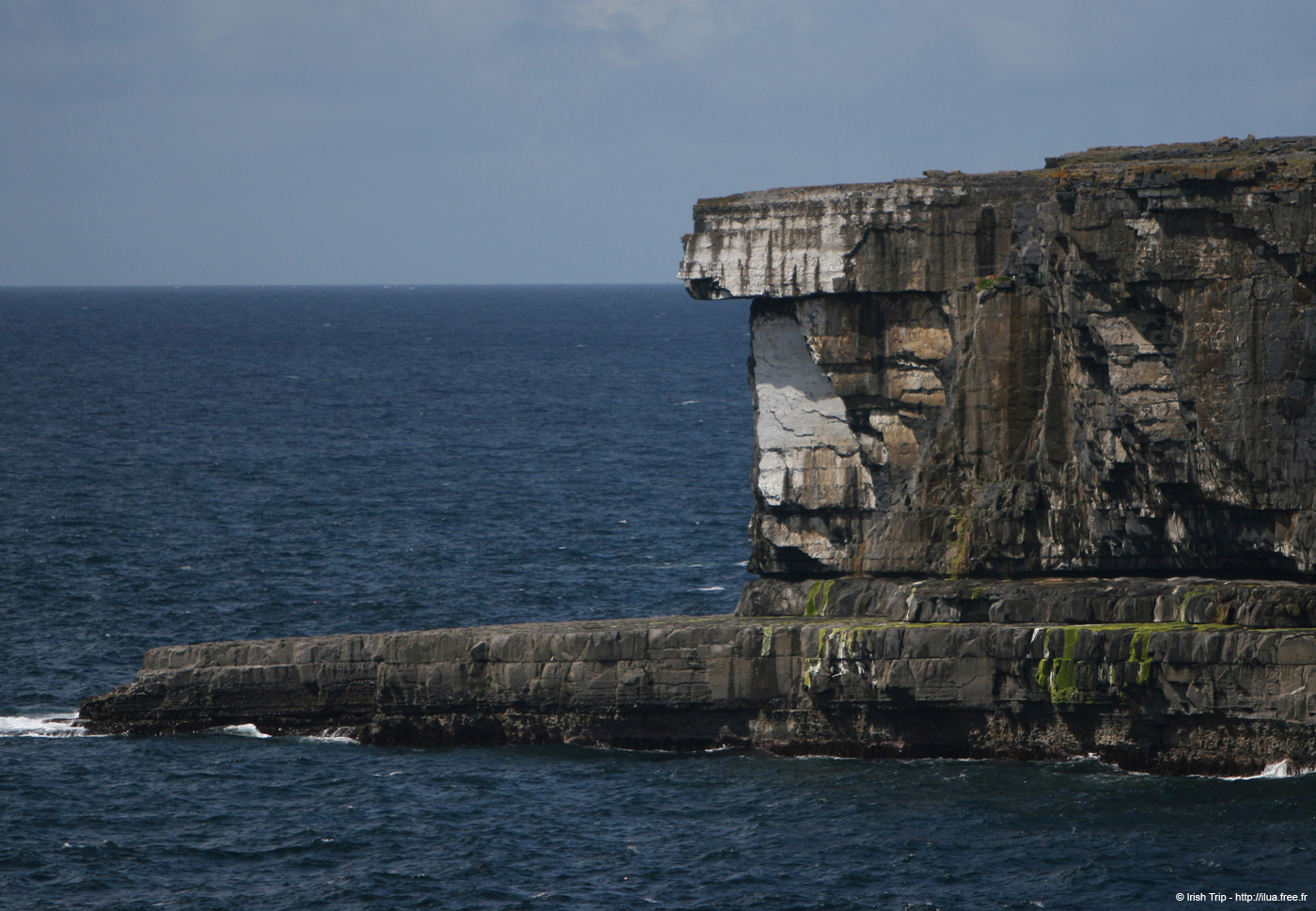 20120507_aranwhirpeashead04