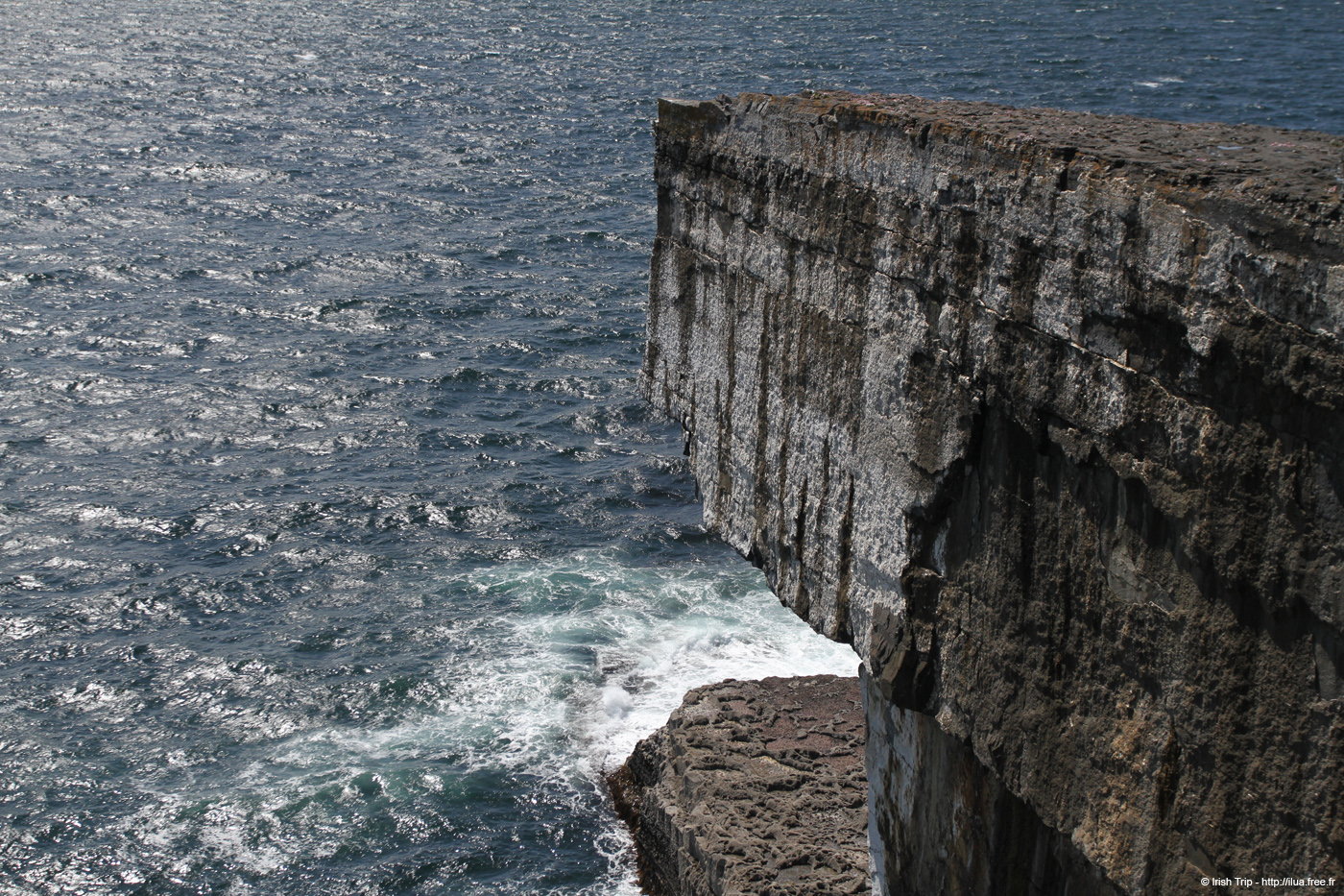 20120507_aranwhirpeashead06