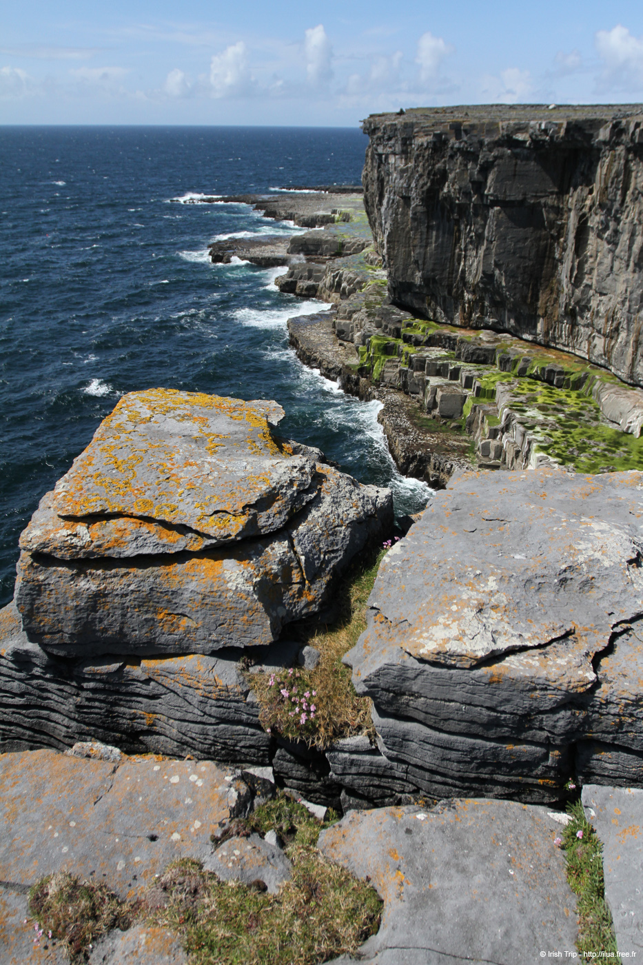 20120507_aranwhirpeashead07