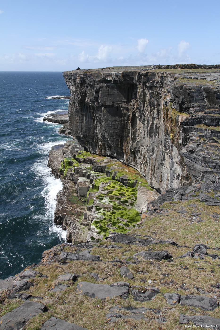 20120507_aranwhirpeashead08