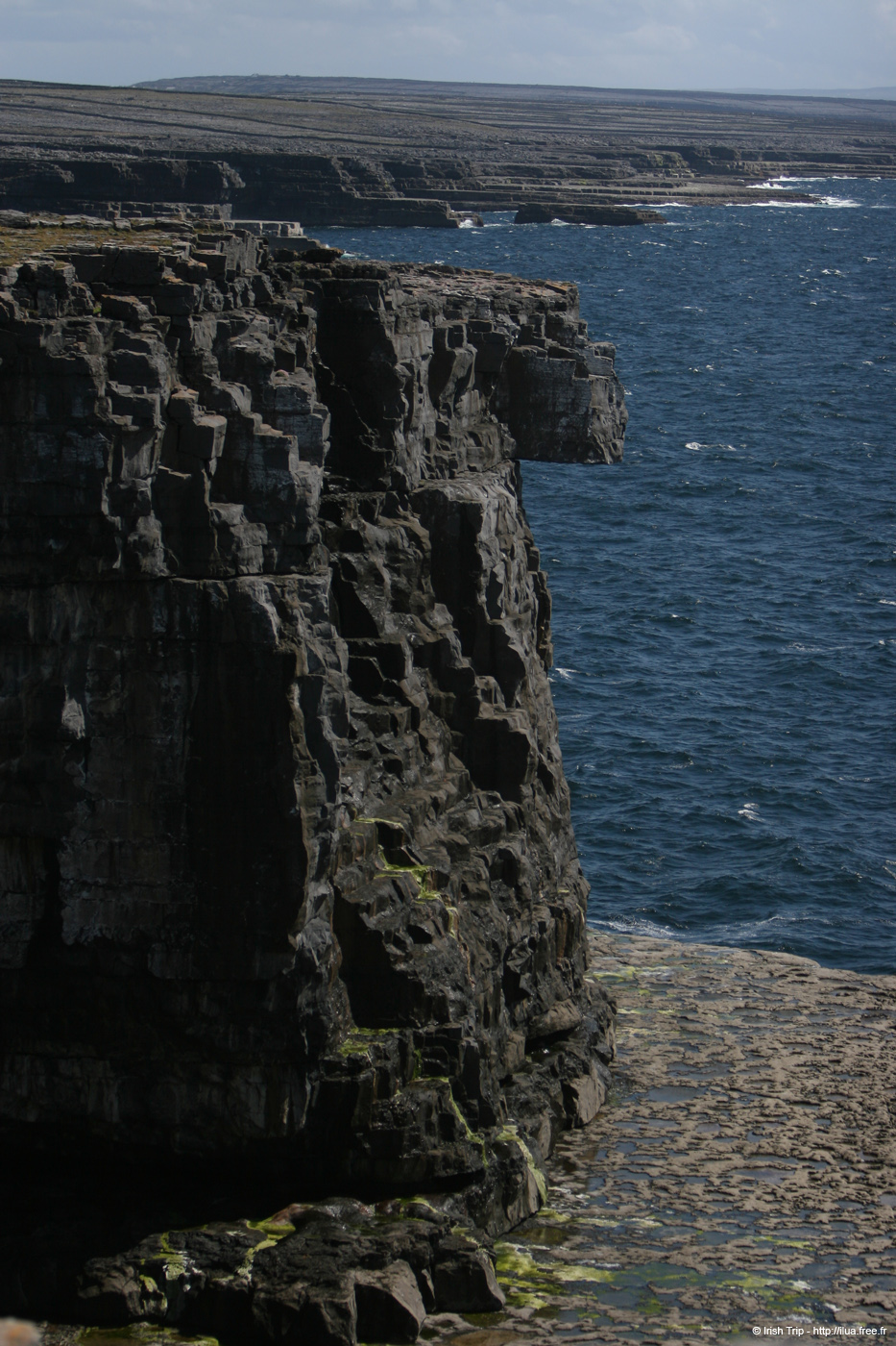 20120507_aranwhirpeashead11