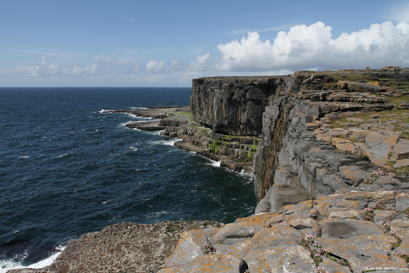 20120507_aranwhirpeashead12