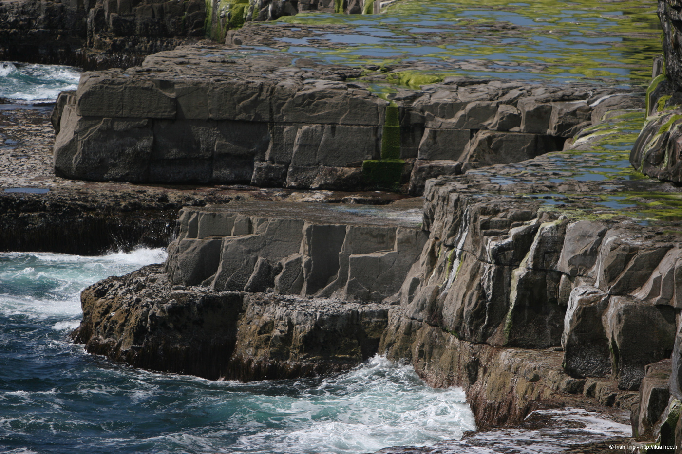 20120507_aranwhirpeashead18