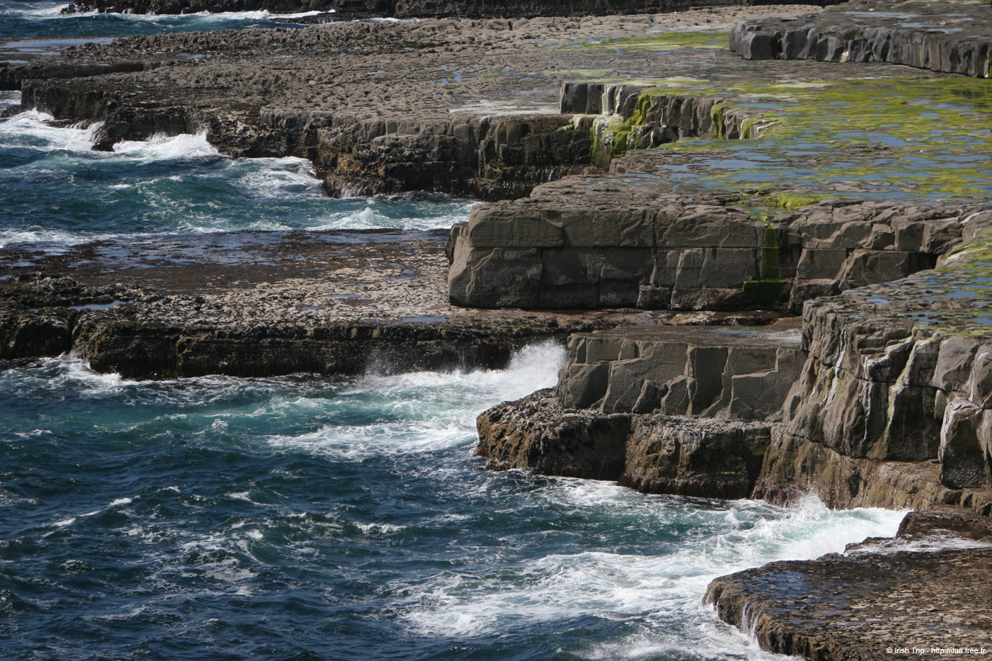 20120507_aranwhirpeashead20