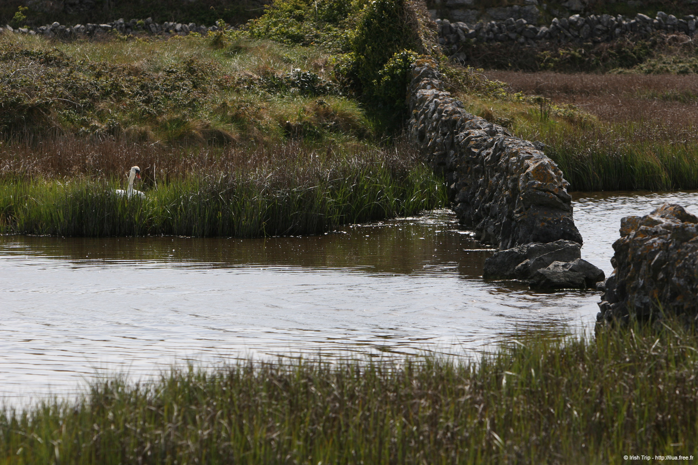 20120508_aranbarfeentaloughswan1