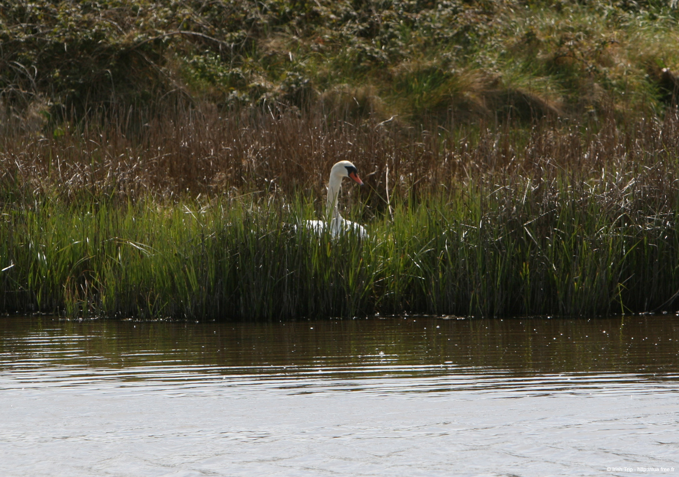 20120508_aranbarfeentaloughswan2