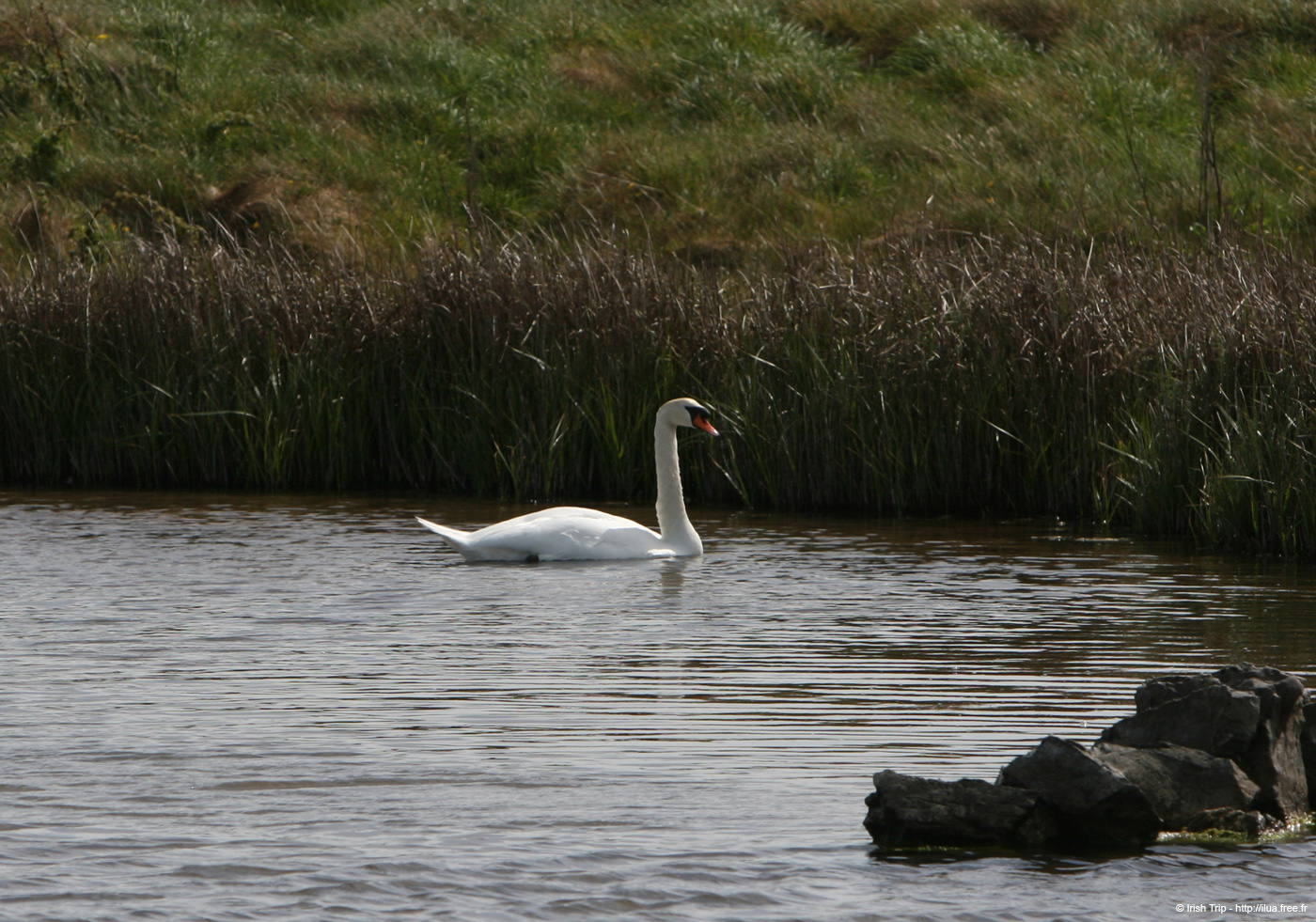 20120508_aranbarfeentaloughswan3