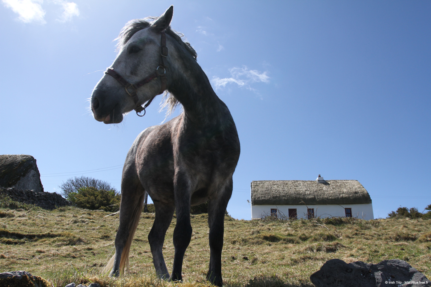 20120508_arancowragh6