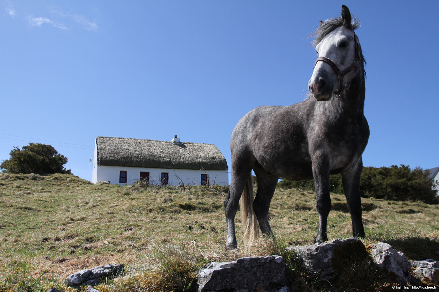 20120508_arancowragh7