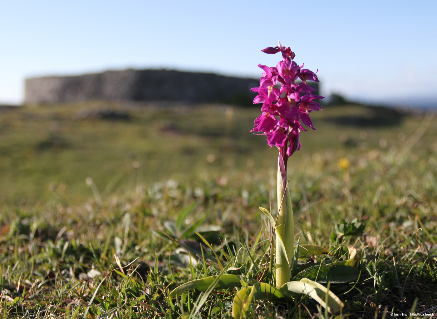 20120508_araneoghanachtaflw1
