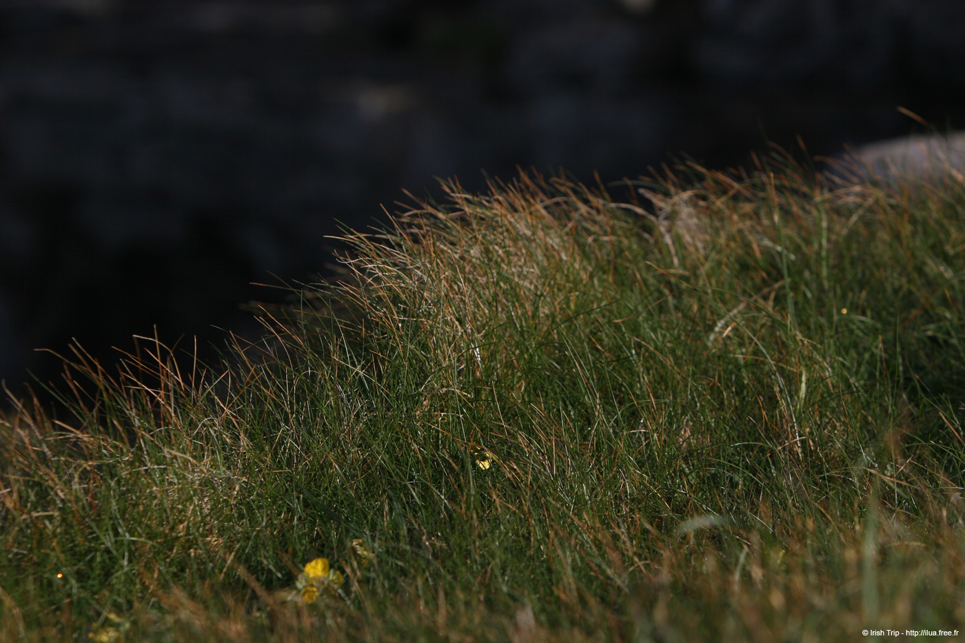 20120508_arannalheaheadcliffedge16