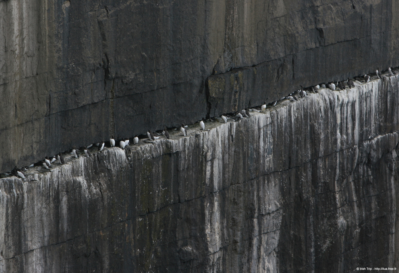 20120508_arannalheaheadcliffsface6