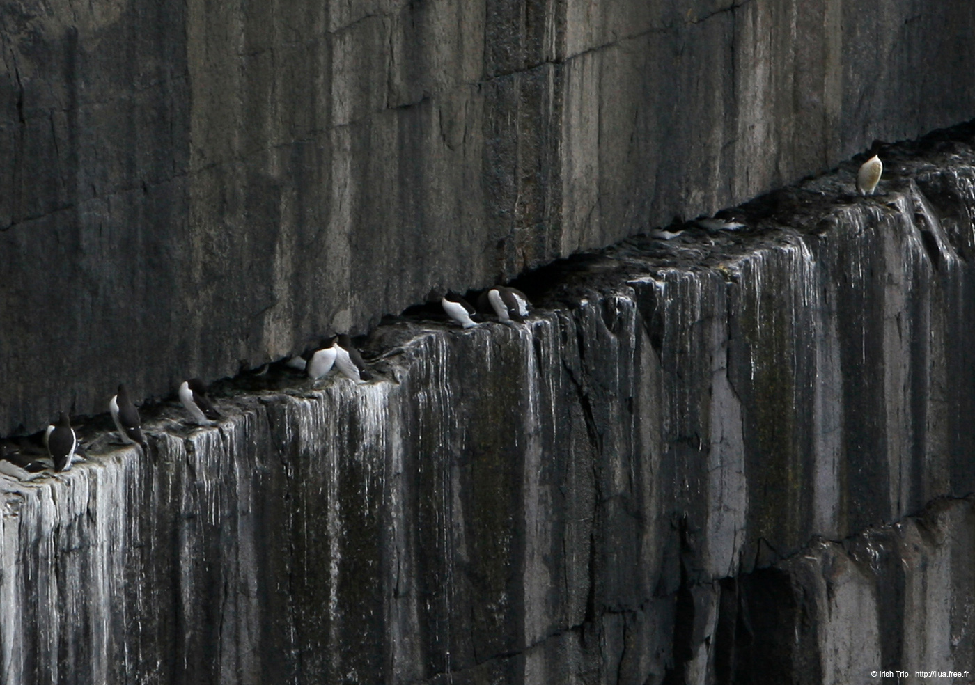 20120508_arannalheaheadcliffsface8