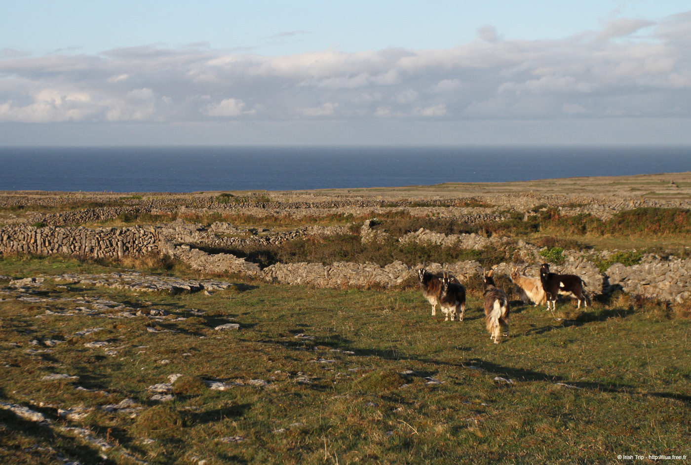 20120508_aranoghillgoats1
