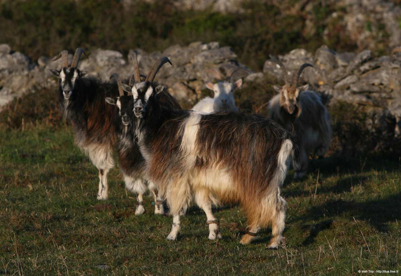 20120508_aranoghillgoats2