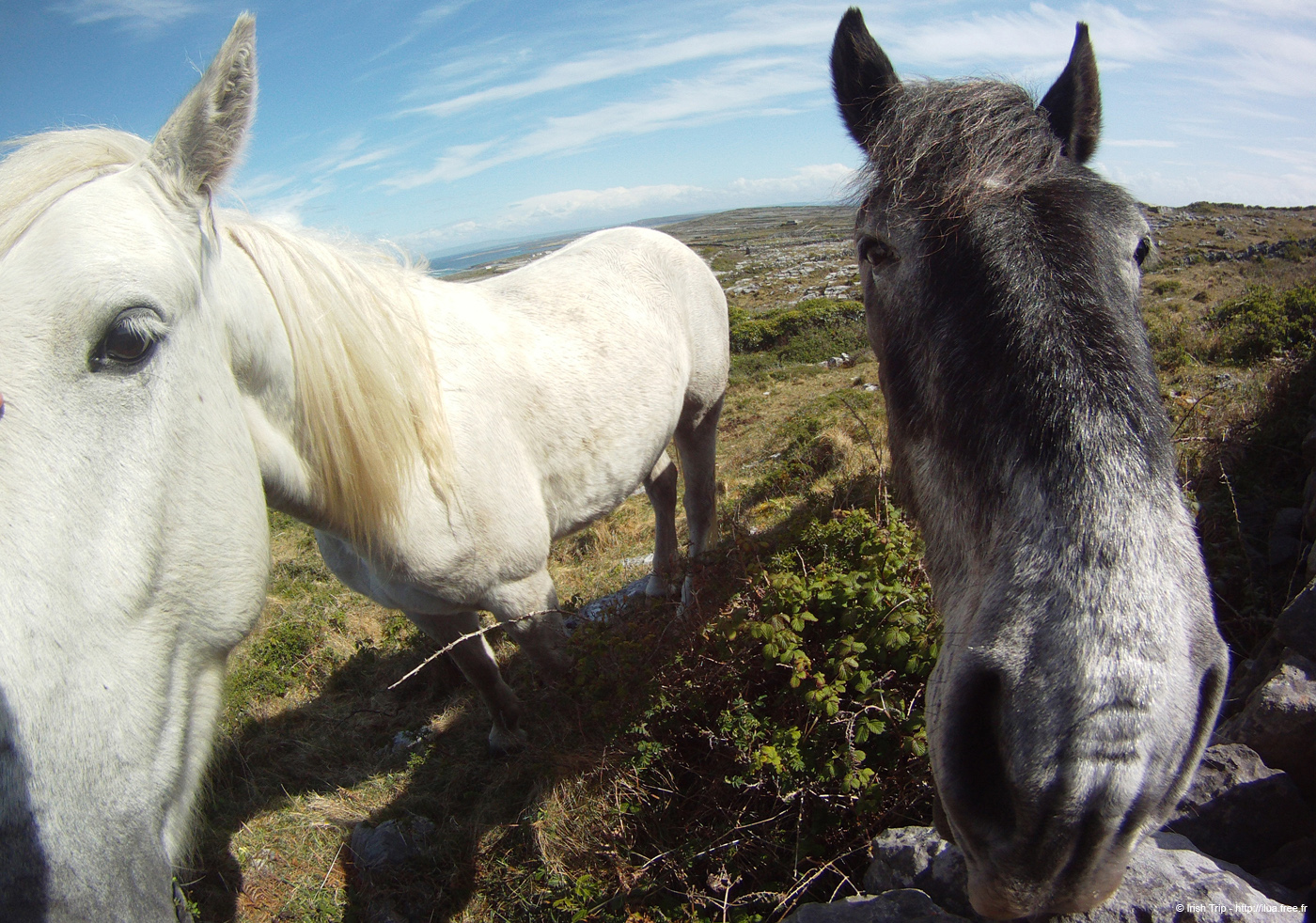 20120508_aranoghillhorses1
