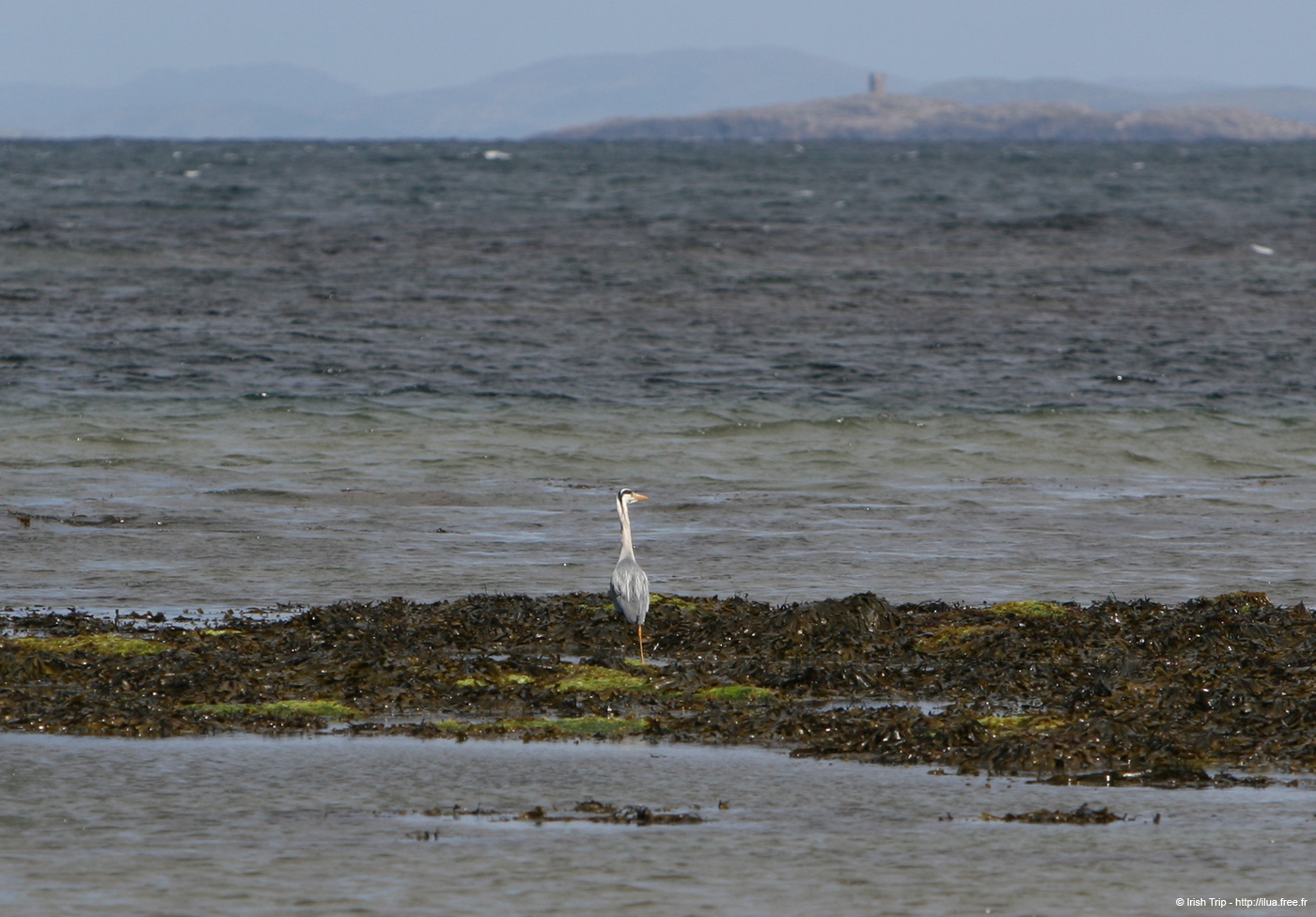 20120508_aranportchowrughheron1