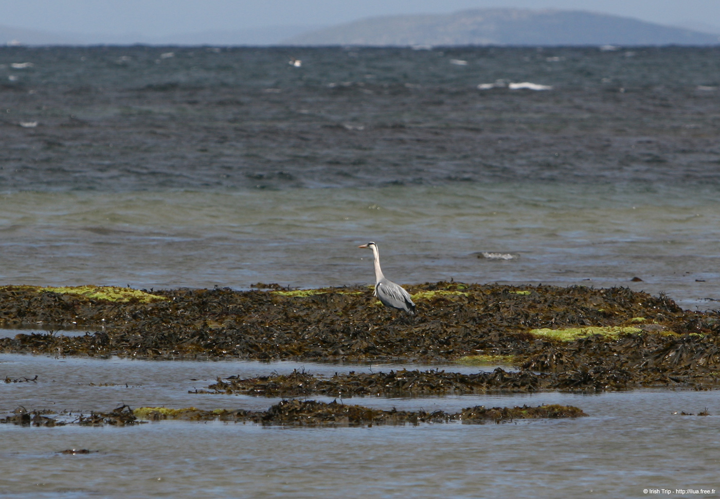 20120508_aranportchowrughheron2