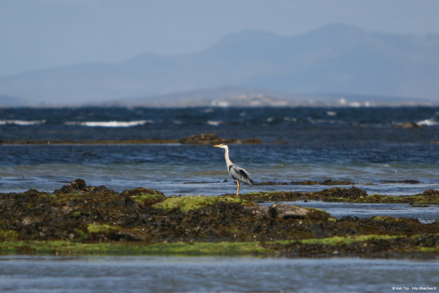 20120508_aranportchowrughheron3