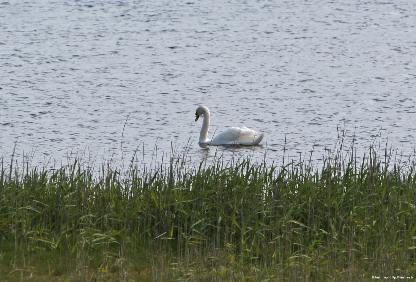 20120508_aranportchowrughloughswan