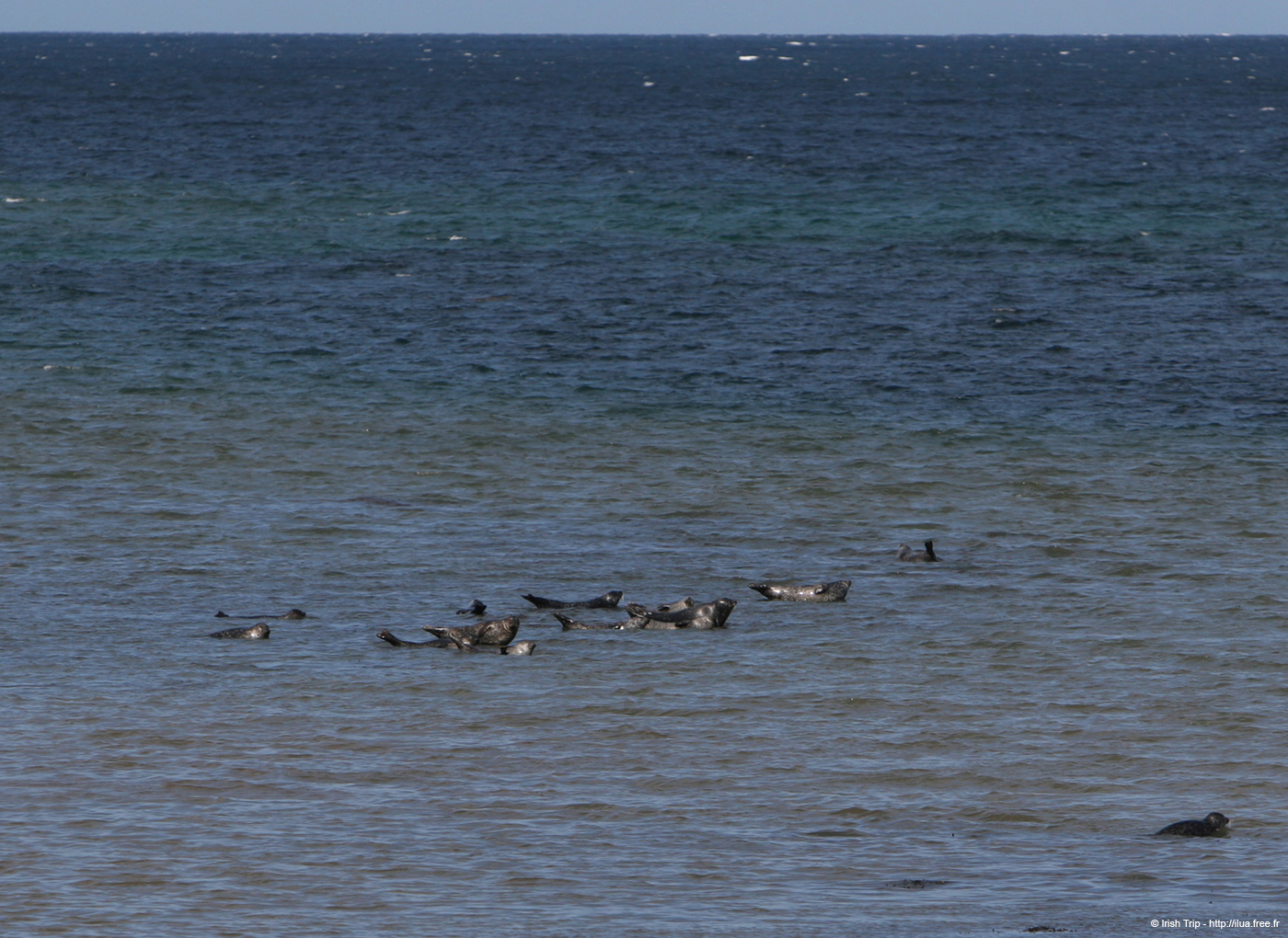 20120508_aranportchowrughsealcolony01