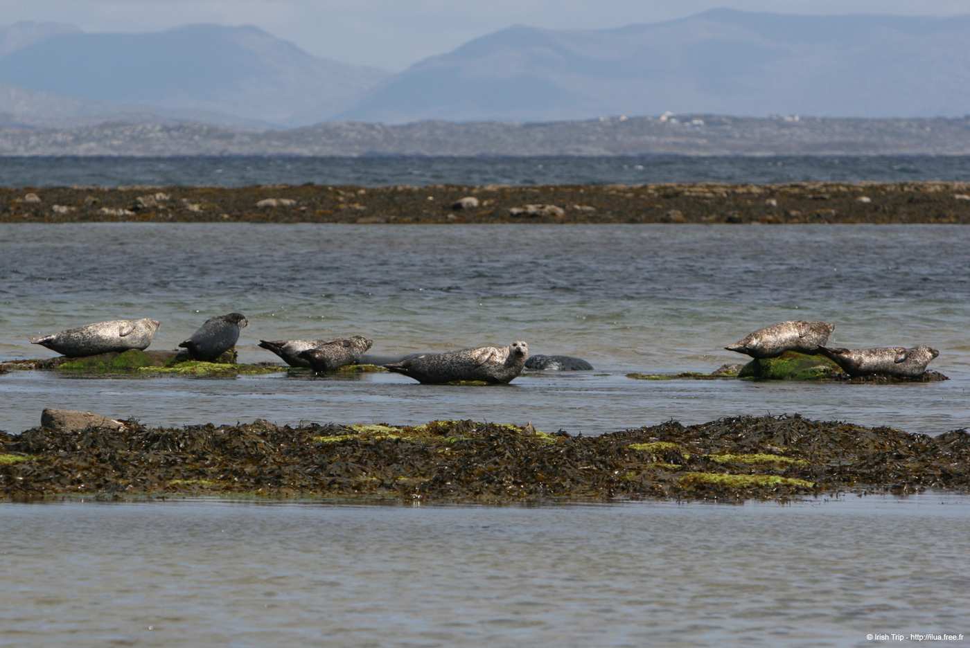 20120508_aranportchowrughsealcolony04