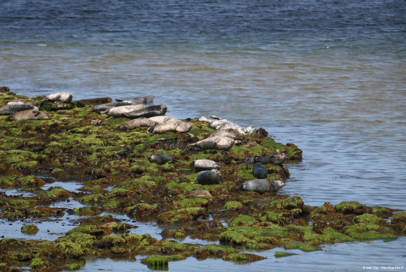 20120508_aranportchowrughsealcolony07
