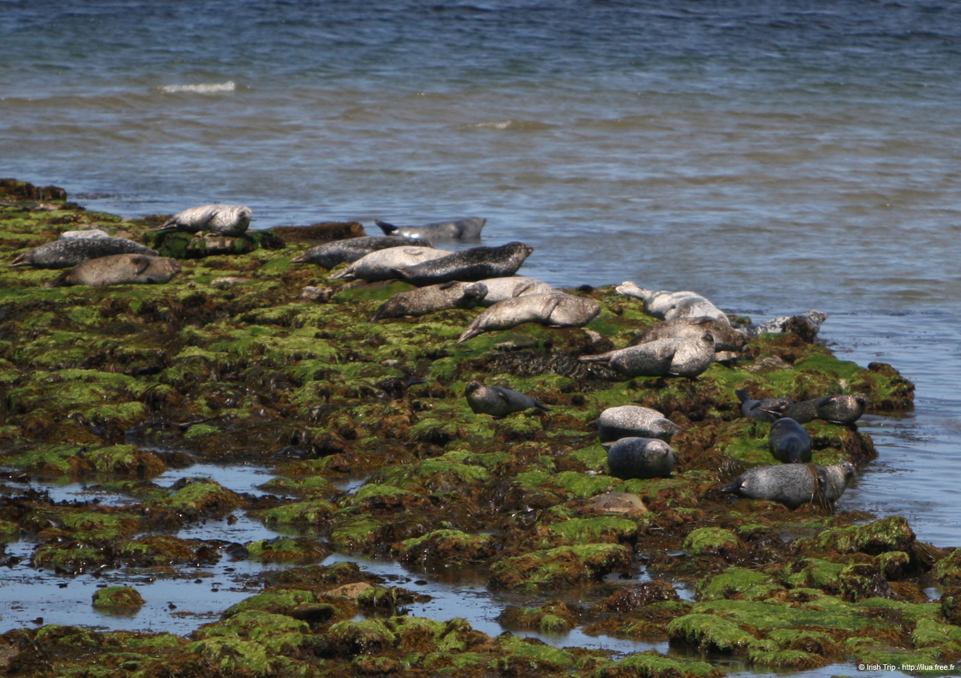 20120508_aranportchowrughsealcolony08