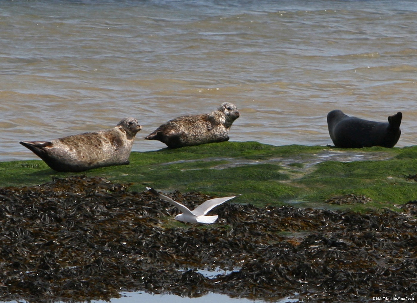 20120508_aranportchowrughsealcolony09